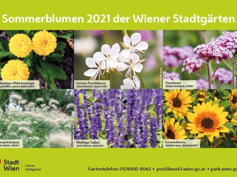 Die Wiener Stadtgärten sorgen für farbenfrohe Abwechslung im Sommer - Copyright: Wiener Stadtgärten
