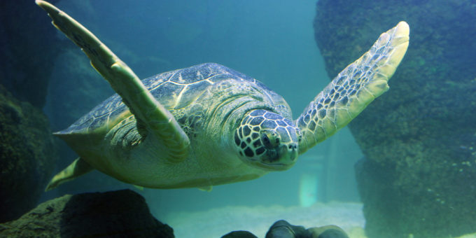 Grüne Meeresschildkröte - Bildnachweise Sea Life