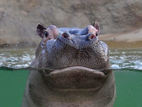 Flußpferd - Bildnachweis: Kölner Zoo