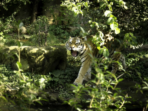 Amurtiger in der Tiger-Taiga - Bildrechte Zoo Leipzig