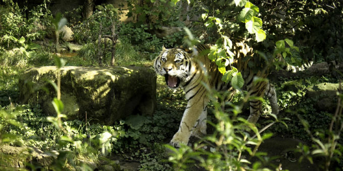 Amurtiger in der Tiger-Taiga - Bildrechte Zoo Leipzig