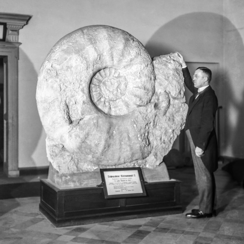 Bereits zu Zeiten von Museumsgründer Prof. Hermann Landois war der 1895 gefundene Riesenammonit ein Highlight des Naturkundemuseums. Foto: LWL/Hellmund