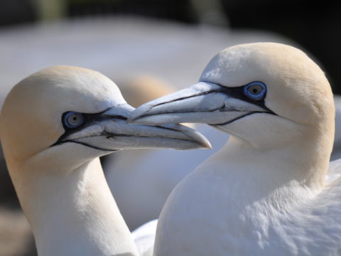 Vogelgrippe im Zoo am Meer ist überstanden - Bildrechte Zoo am Meer Bremerhaven