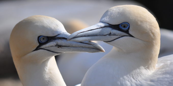 Vogelgrippe im Zoo am Meer ist überstanden - Bildrechte Zoo am Meer Bremerhaven