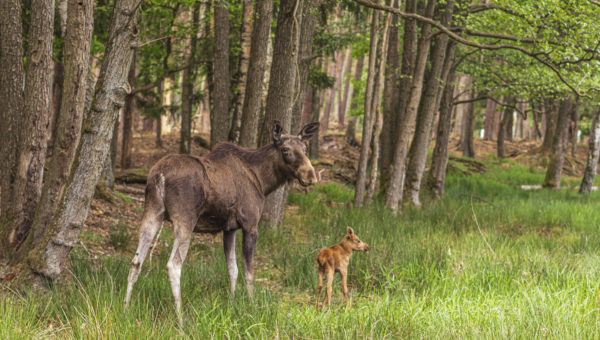Kleiner Elch mit Elchkuh Hildegard - Foto Wildpark Müden