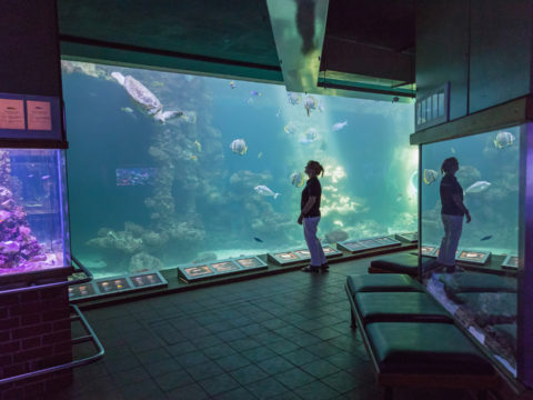 Das Schildkröten-Aquarium kann von den Besuchern auf verschiedenen Ebenen betrachtet werden (Foto: Anke Neumeister/Deutsches Meeresmuseum