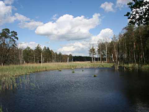 Bildrechte Naturpark Dübener Heide