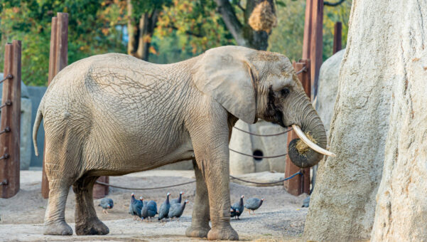 Elefantenkuh Heri - C: Zoo Basel