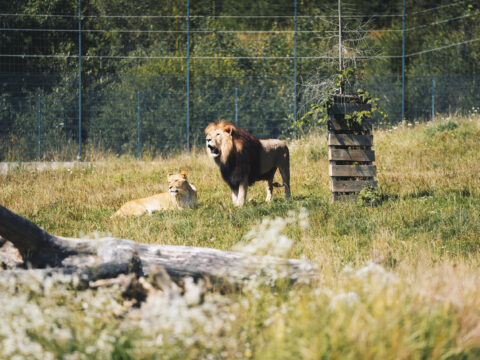 Löwe im Freizeitpark Tatzmania ©Hochschwarzwald Tourismus GmbH