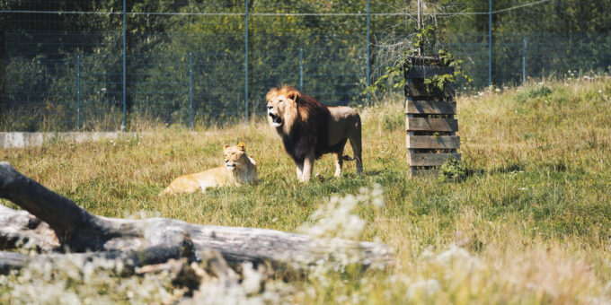 Löwe im Freizeitpark Tatzmania ©Hochschwarzwald Tourismus GmbH