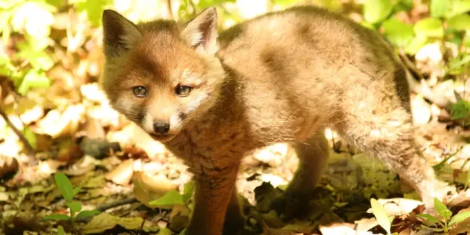 Bildrechte: Junger Fuchs im Wald, Biospährenreservat Bliesgau